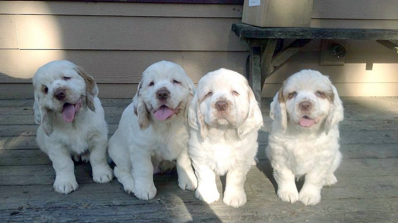 Clumber Spaniel Pictures